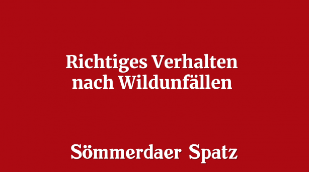 Richtiges Verhalten nach Wildunfällen